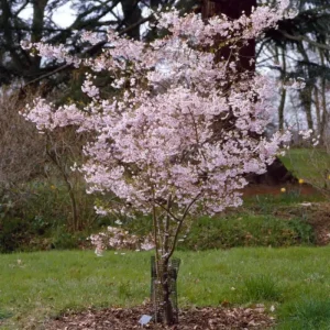 Autumnalis Flowering Cherry Tree Live Plant – 2.5-inch Pot, Pink-White Blooms, Outdoor - Image 5
