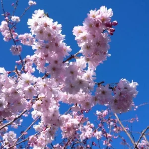 Autumnalis Flowering Cherry Tree Live Plant – 2.5-inch Pot, Pink-White Blooms, Outdoor - Image 6