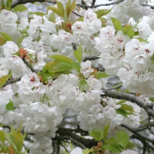 Autumnalis Flowering Cherry Tree Live Plant – 2.5-inch Pot, Pink-White Blooms, Outdoor - Image 7