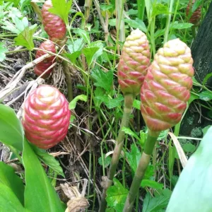 Awapuhi Ginger Rhizomes - 5 Pack Zingiber Zerumbet Bulbs for Planting - Image 9