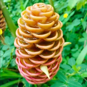 Awapuhi Shampoo Ginger Live Plant – Zingiber Zerumbet – 4-6 Inch Tall Starter Plant - Image 5