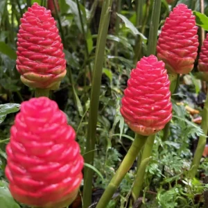 Awapuhi Shampoo Ginger Live Plant – Zingiber Zerumbet – 4-6 Inch Tall Starter Plant - Image 1