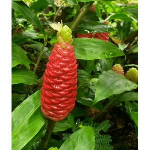 Awapuhi Shampoo Ginger Rhizomes - 2 Pack Zingiber Zerumbet Roots, Grow Indoor or Outdoor - Image 6