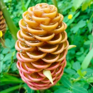 Awapuhi Shampoo Ginger Rhizomes - 3 Pack, Pinecone Ginger Lily Bulbs for Planting - Image 5