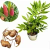 Awapuhi Shampoo Ginger Rhizomes - 8 Pack | Red Pinecone Ginger Lily Bulbs | Indoor/Outdoor - Image 1