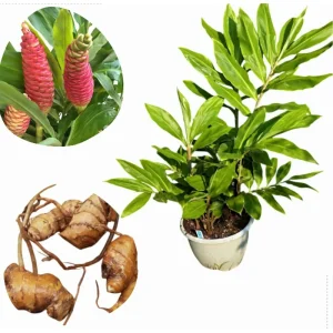 Awapuhi Shampoo Ginger Rhizomes - 8 Pack | Red Pinecone Ginger Lily Bulbs | Indoor/Outdoor - Image 1