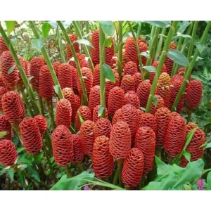 Awapuhi Shampoo Ginger Rhizomes - 8 Pack | Red Pinecone Ginger Lily Bulbs | Indoor/Outdoor - Image 2