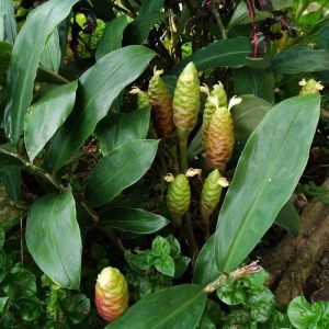 Awapuhi Shampoo Ginger Rhizomes for Planting - 4 Pack, Zingiber Zerumbet Tropical Plant - Image 6