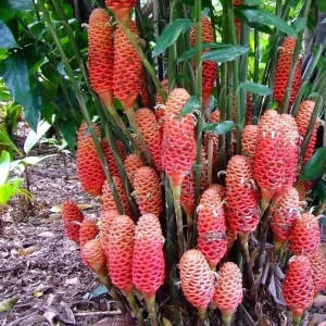 Awapuhi Shampoo Ginger Rhizomes for Planting - Live Root, Ornamental Tropical Plant - Image 10