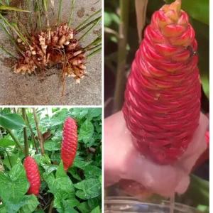 Awapuhi Shampoo Ginger Rhizomes for Planting - Live Root, Ornamental Tropical Plant - Image 3