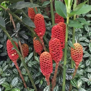 Awapuhi Shampoo Ginger Rhizomes for Planting - Live Root, Ornamental Tropical Plant - Image 4