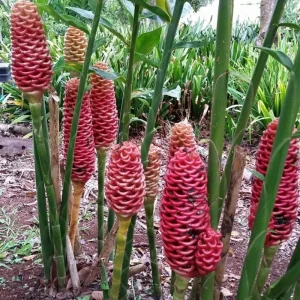 Awapuhi Shampoo Ginger Rhizomes for Planting - Live Root, Ornamental Tropical Plant - Image 5