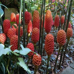 Awapuhi Shampoo Ginger Rhizomes for Planting - Live Root, Ornamental Tropical Plant - Image 6