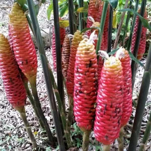 Awapuhi Shampoo Ginger Rhizomes for Planting - Live Root, Ornamental Tropical Plant - Image 1