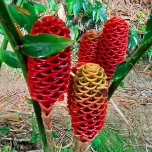 Awapuhi Shampoo Ginger Rhizomes for Planting - Live Root, Ornamental Tropical Plant - Image 7