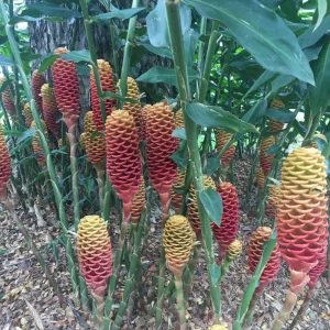 Awapuhi Shampoo Ginger Rhizomes for Planting - Live Root, Ornamental Tropical Plant - Image 8