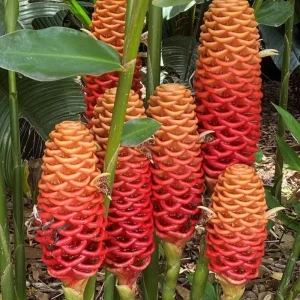 Awapuhi Shampoo Ginger Rhizomes for Planting - Live Root, Ornamental Tropical Plant - Image 9