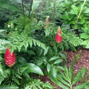 Awapuhi Shampoo Ginger Rhizomes - Red Ginger Lily Bulbs - 1 Pound Root - Image 2