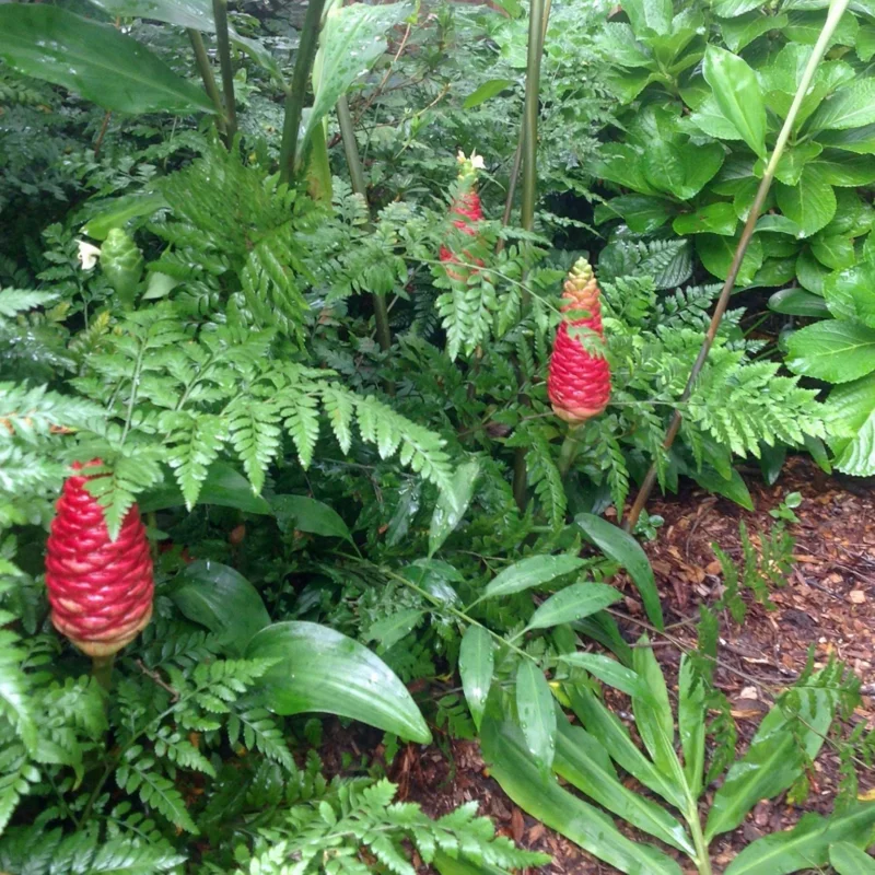 Awapuhi Shampoo Ginger Rhizomes - Red Ginger Lily Bulbs - 1 Pound Root - Image 2