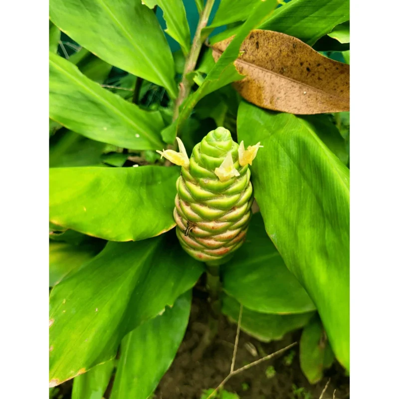 Awapuhi Shampoo Ginger Rhizomes - Red Ginger Lily Bulbs - 1 Pound Root - Image 3