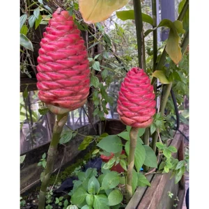 Awapuhi Shampoo Ginger Rhizomes - Red Ginger Lily Bulbs - 1 Pound Root - Image 4