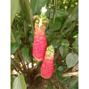Awapuhi Shampoo Ginger Rhizomes - Red Ginger Lily Bulbs - 1 Pound Root - Image 5