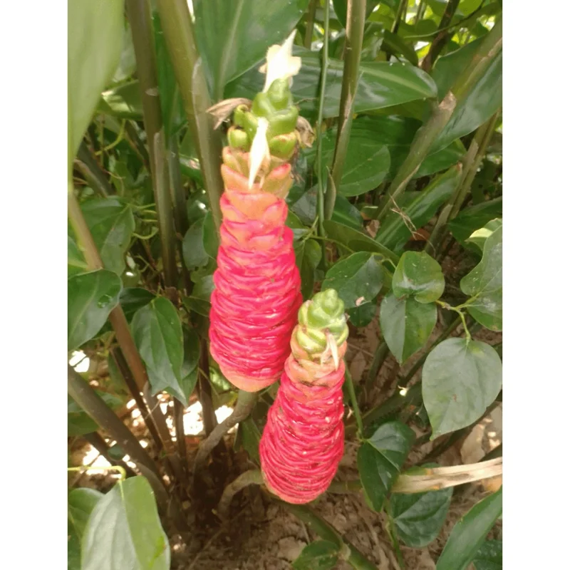 Awapuhi Shampoo Ginger Rhizomes - Red Ginger Lily Bulbs - 1 Pound Root - Image 5