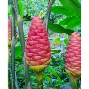 Awapuhi Shampoo Ginger Rhizomes - Red Ginger Lily Bulbs - 1 Pound Root - Image 6