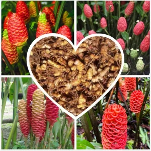Awapuhi Shampoo Ginger Rhizomes - Red Ginger Lily Bulbs - 1 Pound Root - Image 1