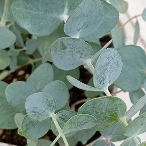 Baby Blue Eucalyptus Live Plant – 2.5 Inch Pot – Cold Hardy Tree – 3-5 Inch Tall - Image 3