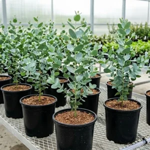 Baby Blue Eucalyptus Live Plant – 2.5 Inch Pot – Cold Hardy Tree – 3-5 Inch Tall - Image 4