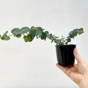 Baby Blue Eucalyptus Live Plant – 2.5 Inch Pot – Cold Hardy Tree – 3-5 Inch Tall - Image 5
