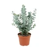 Baby Blue Eucalyptus Live Plant – 2.5 Inch Pot – Cold Hardy Tree – 3-5 Inch Tall - Image 1