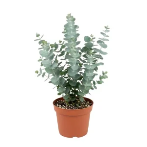 Baby Blue Eucalyptus Live Plant – 2.5 Inch Pot – Cold Hardy Tree – 3-5 Inch Tall - Image 1