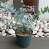 Baby Blue Eucalyptus Live Plant – Fragrant Foliage – 2.5 inch Pot – Indoor/Outdoor - Image 1