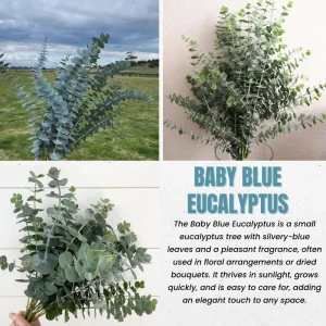 Baby Blue Eucalyptus Live Plant – Fragrant Foliage, 2.5 inch Pot – Indoor/Outdoor - Image 2