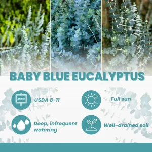 Baby Blue Eucalyptus Live Plant – Fragrant Foliage – 2.5 inch Pot – Indoor/Outdoor - Image 3