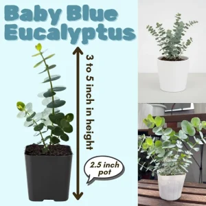 Baby Blue Eucalyptus Live Plant – Fragrant Foliage – 2.5 inch Pot – Indoor/Outdoor - Image 4