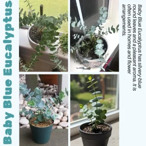 Baby Blue Eucalyptus Live Plant – Fragrant Foliage – 2.5 inch Pot – Indoor/Outdoor - Image 5