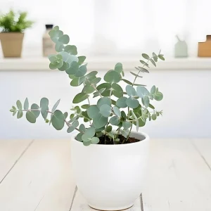 Baby Blue Eucalyptus Live Plant – Fragrant Foliage, 2.5 inch Pot – Indoor/Outdoor - Image 6