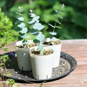 Baby Blue Eucalyptus Live Plant – Fragrant Foliage, 2.5 inch Pot – Indoor/Outdoor - Image 7