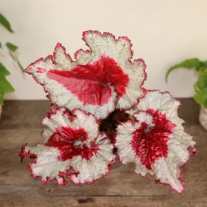 Baby Dragon Heart Rex Begonia Live Plant – 4 Inch Nursery Pot – Indoor Houseplant - Image 2