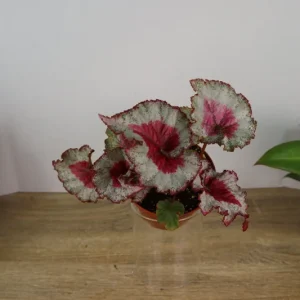 Baby Dragon Heart Rex Begonia Live Plant – 4 Inch Nursery Pot – Indoor Houseplant - Image 3