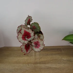 Baby Dragon Heart Rex Begonia Live Plant – 4 Inch Nursery Pot – Indoor Houseplant - Image 4