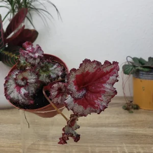 Baby Dragon Heart Rex Begonia Live Plant – 4 Inch Nursery Pot – Indoor Houseplant - Image 5