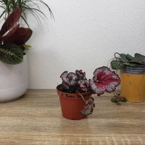 Baby Dragon Heart Rex Begonia Live Plant – 4 Inch Nursery Pot – Indoor Houseplant - Image 6