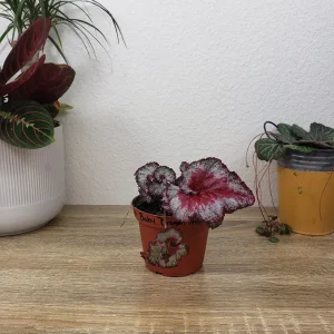 Baby Dragon Heart Rex Begonia Live Plant – 4 Inch Nursery Pot – Indoor Houseplant - Image 7