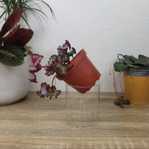 Baby Dragon Heart Rex Begonia Live Plant – 4 Inch Nursery Pot – Indoor Houseplant - Image 8