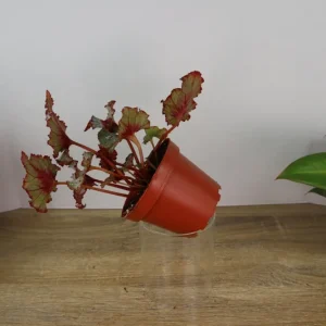 Baby Dragon Heart Rex Begonia Live Plant – 4 Inch Nursery Pot – Indoor Houseplant - Image 9