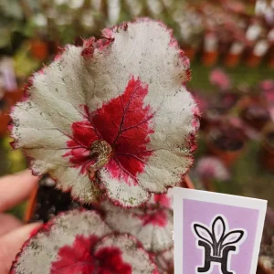 Baby Dragon Heart Rex Begonia Live Plant – 4 Inch Nursery Pot – Indoor Houseplant - Image 1